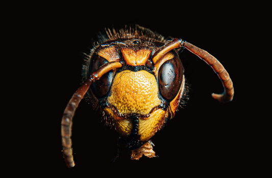 Pest Exterminator Edmonton